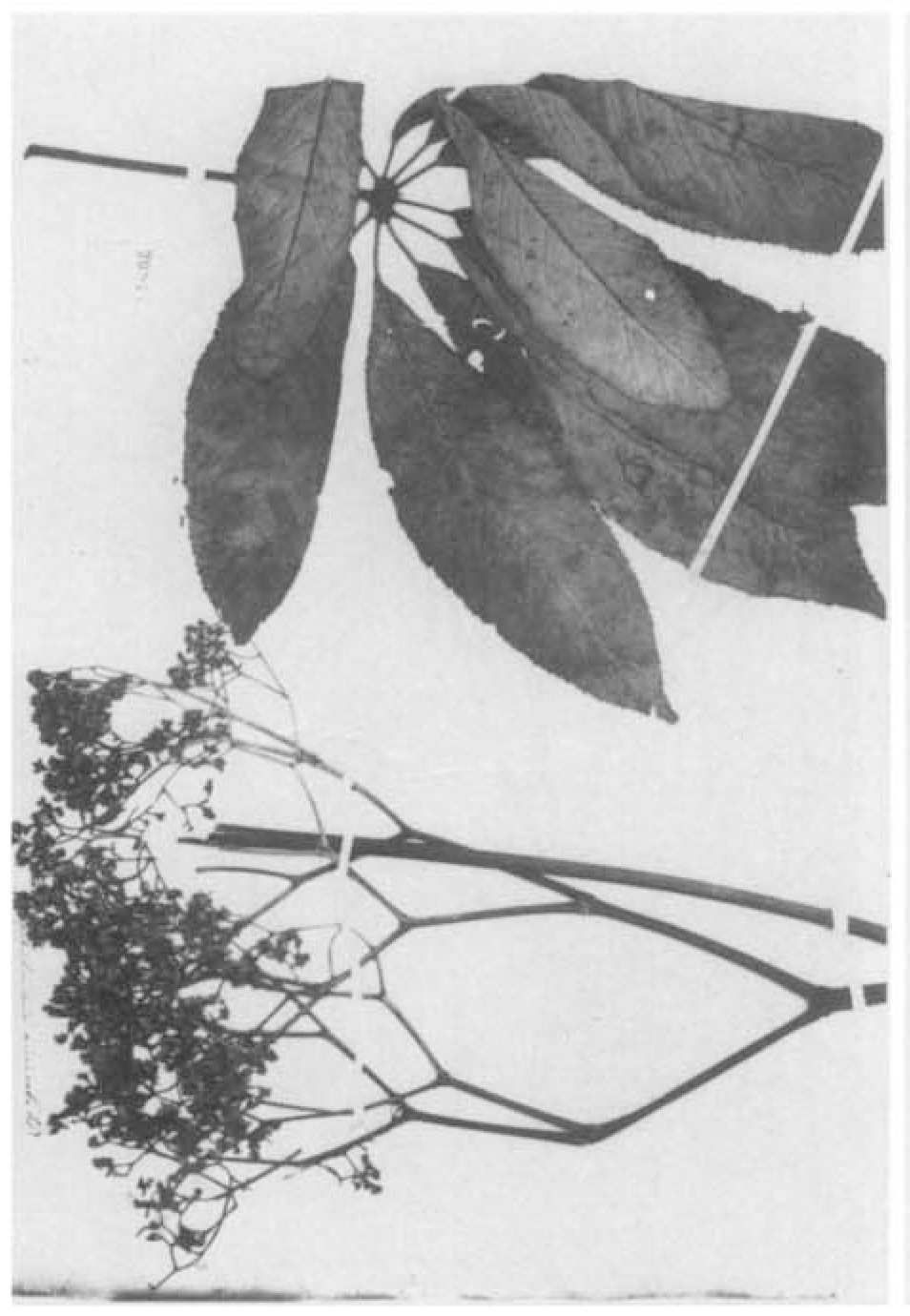 B. pentaphylla